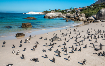Cape Town Penguin Tour at Boulders Beach